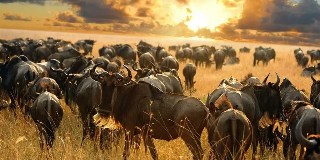 The day begins with an early morning breakfast following an unforgettable **Maasai Mara Safari**, followed by **checkout from the safari camp and transfer to the airstrip** in preparation for the journey to Kenya’s coastline. Guests will then board a **scenic regional flight from the Maasai Mara to Diani Beach**, enjoying a smooth transition from the rolling savannahs to the turquoise waters of the Indian Ocean. Upon arrival at **Ukunda/Diani Airport**, the group will be met and assisted with a **private transfer to the beach resort**. After **check-in at the Neptune Village Beach Resort & Spa**, the afternoon is set aside for **relaxation and leisure**, allowing guests to unwind on the pristine white-sand beaches or by the pool after their **Maasai Mara Safari experience**. The day offers a selection of **optional coastal activities**, including snorkeling, dolphin watching, or a peaceful walk along the shoreline. As the sun sets, guests may enjoy a **sunset beach dinner**, soaking in the tranquil ocean atmosphere. If appropriate and circumstances allow, the evening may be complemented by **optional beachfront DJ vibes**, adding a gentle celebratory close to the day. Guests will retire for the night with an **overnight stay in Diani Beach**, embracing the calm and restorative rhythm of the coast after their **Maasai Mara Safari** adventure.