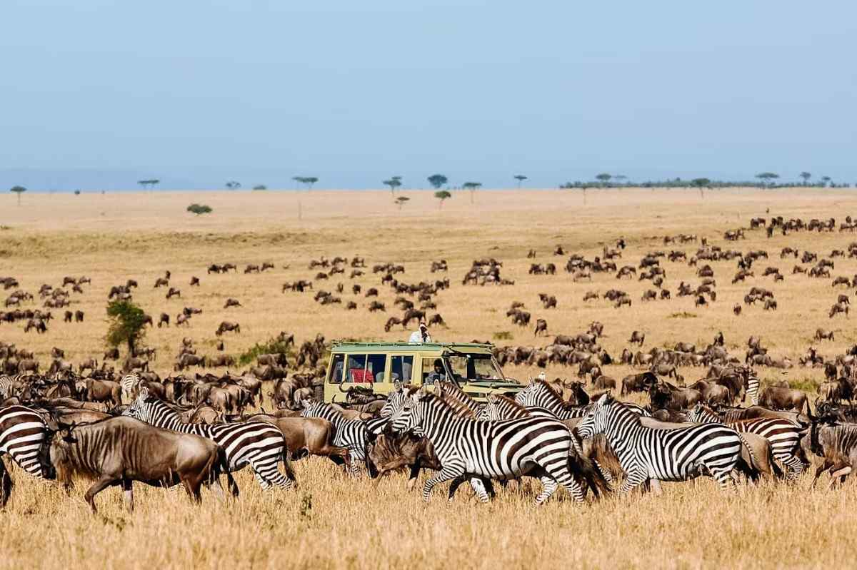 mara wildebeest migration
