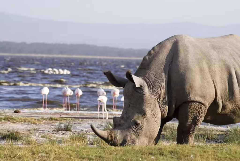 Lake-Nakuru-National-Park