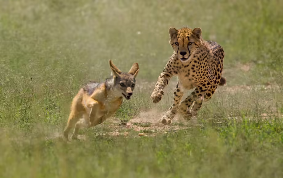 masai-mara-wildlife