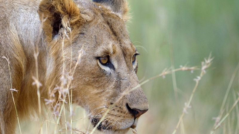 lion-zimbabwe