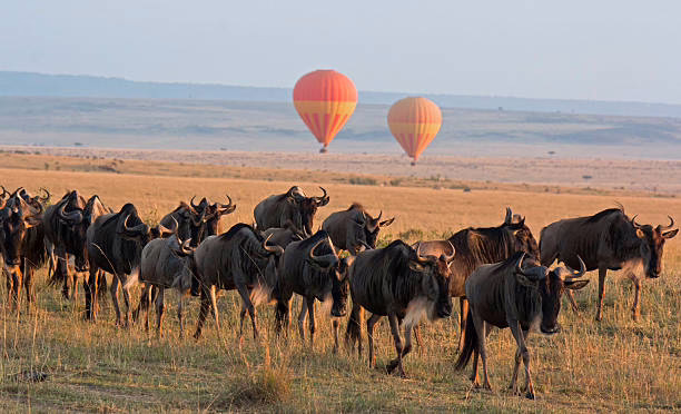 Balloon safaris