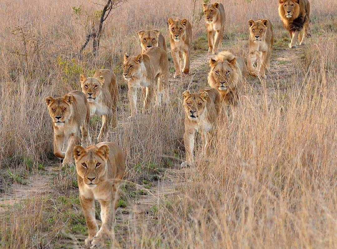 lions
