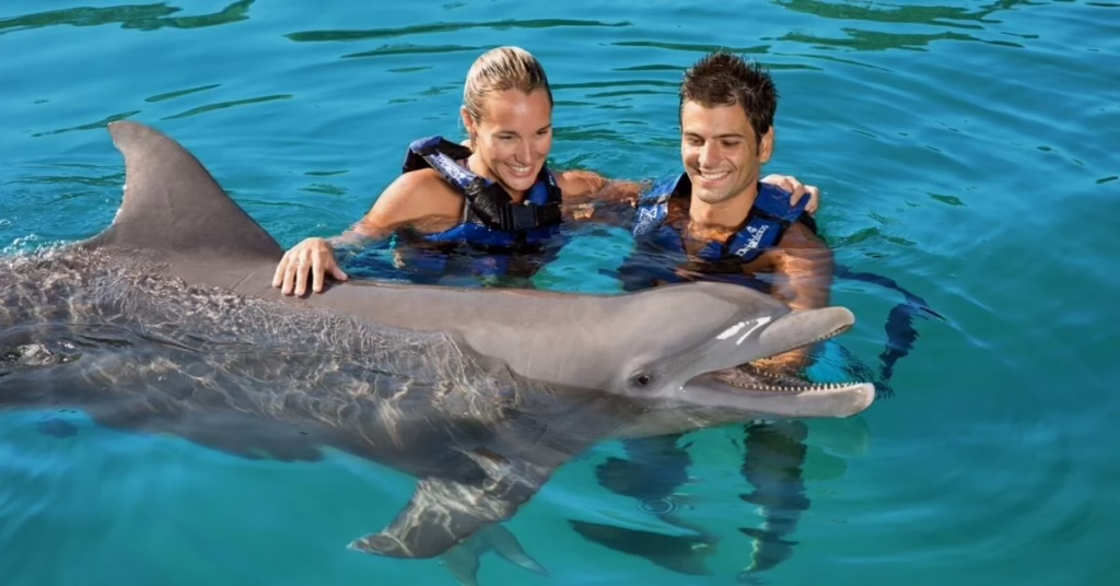 wasini dolphin