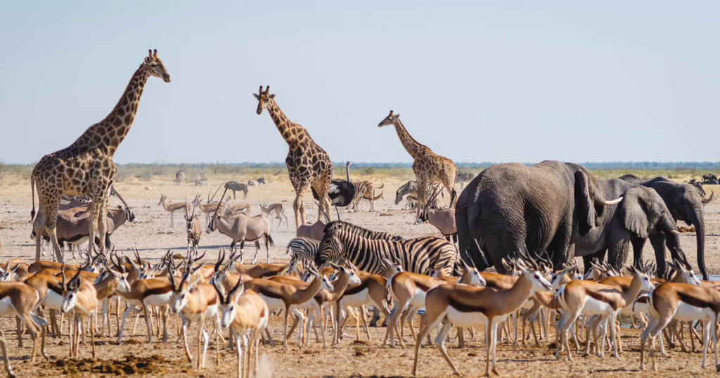 etosha park