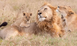 family safari