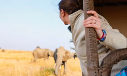 Watching-elephants-on-a-Game-Drive