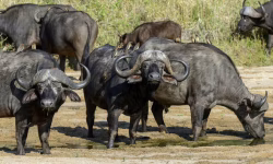 buffalo